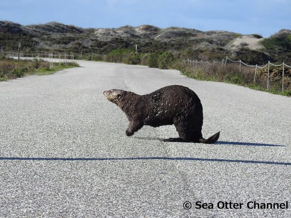 Otter road Otter road